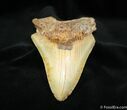 Bargain Inch Megalodon Tooth #1175-1